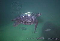 CNS1282 Chelonia mydas ssp.jpg