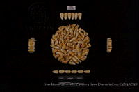 JMHCyJDDLC0265 Zea mays ssp. mays.JPG