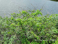 MRG-2017-483D Prosopis juliflora (MRG-23ago17-a).JPG