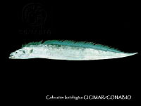 CICIMAR0538 Trichiurus lepturus.jpg