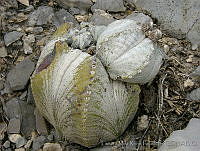TMRP0004 Astrophytum myriostigma.jpg