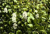 666 Eichhornia crassipes.jpg