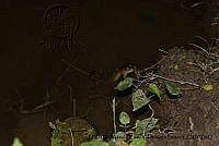 PJ016 0252 Lithobates zweifeli.JPG