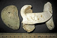 RGO0410 Russula virescens.JPG