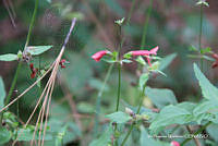 proy JF091 0461 Stachys coccinea.JPG