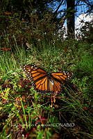 IDG1844 Danaus plexippus.jpg