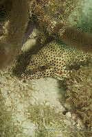 IDG1701 Epinephelus adscensionis.jpg