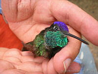 KMS0031 Eugenes fulgens.jpg