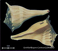 KT014 0597 Sinistrofulgur sinistrum.JPG