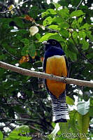 VHL0191 Trogon caligatus.jpg