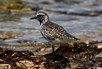 VOAP0098 Pluvialis squatarola.jpg