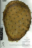 YPH2298 Opuntia hyptiacantha.jpg