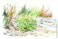 JMRM0023 Mammillaria decipiens ssp. camptotricha.jpg