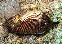 Anadara formosa.jpg