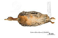 ME006 Aves 0665 Crypturellus cinnamomeus.jpg