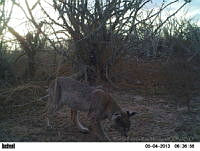 EPRM015 Lynx rufus.jpg