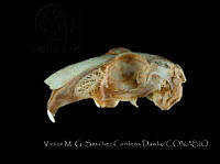 VMS-CD0008 Lepus flavigularis.JPG