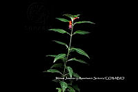 ME010 MJyAS 0182  Cuphea ignea A. DC., 1849.JPG