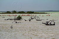 FBA0929 Phoenicopterus ruber.jpg
