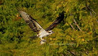 SM0451 Pandion haliaetus.jpg