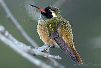 VHL0343 Basilinna xantusii.jpg