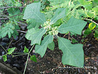 MRG-2017-728 Euphorbia heterophylla (MEGA-10oct17-a).JPG