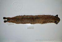 AAGC0075 Lynx rufus.jpg