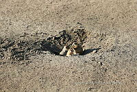 LCF0480 Cynomys mexicanus.jpg