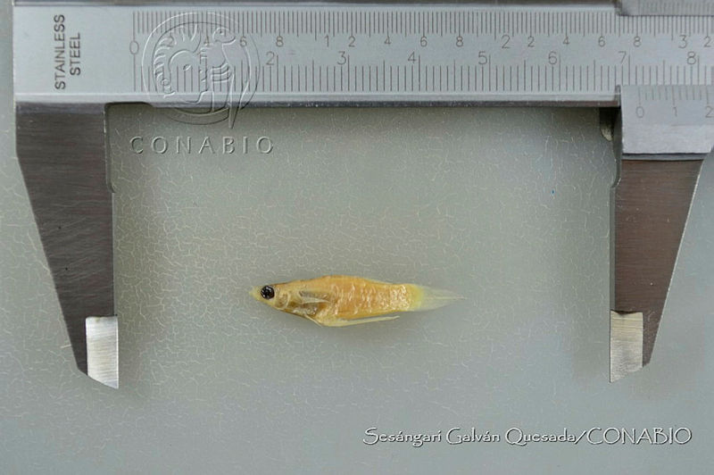 SGQ3478%20Poeciliopsis%20turrubarensis.jpg.rSeu87P1MY3f0RljQA3g0JtbmFja29CbnFuZ3NAbXJ6LGtwZwA.C bKNzcSXd