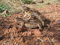 JLE0065 Phrynosoma cornutum.jpg