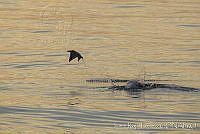 JRL0037 Mobula sp..jpg