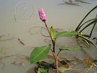 JRBBFM026-12 Persicaria amphibia.jpg