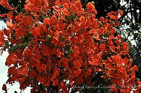 MAR0174 Delonix regia.jpg