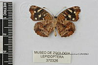 JF018 0547 Anthanassa ardys ardys.jpg