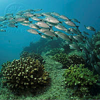 Haemulon maculicauda 22.jpg