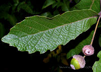 MDLLPG0131 Quercus peduncularis.jpg