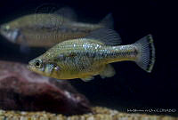 IMDOC2247 Ameca splendens.jpg
