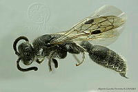 AGDE019-346 Neotiphia evansi.jpg
