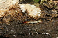 JCC0032 Zooter mopsis angusticollis.JPG