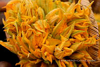 IMDOC Hong 0122 Cucurbita pepo.jpg