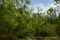 LRP1197 Pinus sp..jpg