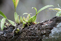 ZAPF0303 Oncidium sp..jpg