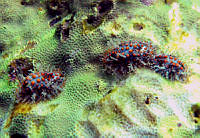 CMGV0095 Jenneria pustulata.jpg