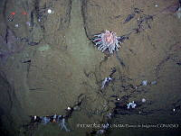 IFREMER-ICMyL-UNAM 0001 Anthopleura sp..jpg