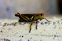 CUR01 Orthoptera.jpg