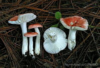 AKL0049 Russula silvicola.jpg