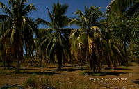 FBA0841 Cocos nucifera.jpg