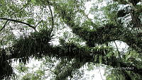 HQ001 0002 Recolonización bromelias.jpg