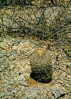 NE007 0040 Sclerocactus unguispinus.jpg