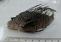 HE009 P 1417 Pez león asiático.jpg